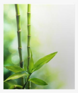 Stickers Autocollant Ou Affiche Poster Bambous Fl 00055