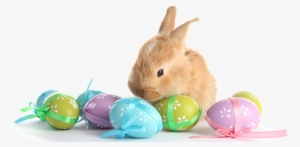 With Eggs Transparent Marges - Easter Bunny Eggs Png