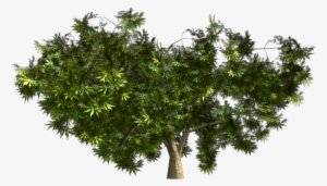 Desert Shrub Png - Mexican Pinyon