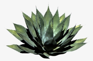 Png Plant By Moonglowlilly - Plant Png