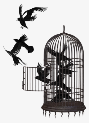 Cage Bird Crow Png Image - حرية طيور