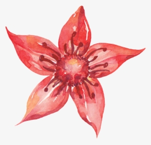 Pentagram Red Flower Cartoon Transparent - Watercolor Painting