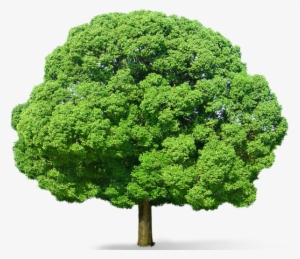 Shrubs With Rocks - Green Tree Png