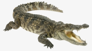 Crocodile Png