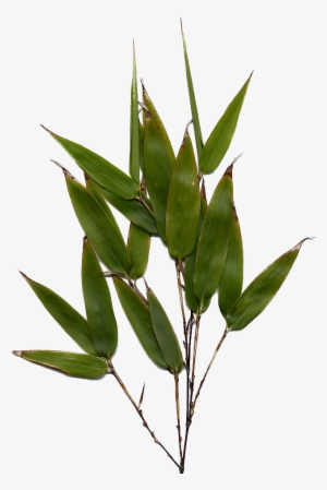 Bamboo Leaf Png Image - Bamboo Leaf Png