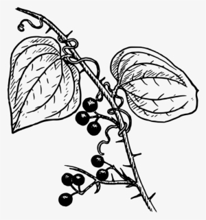 Svg Free Library Plants Coloring Book Biology Free - Black And White Clip Biology