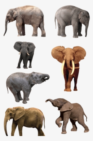 Download Amazing High-quality Latest Png Images Transparent - Natural History Museum Of Los Angeles County