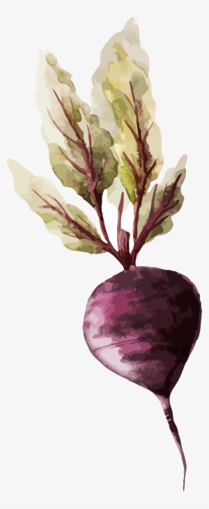 Watercolor Painting Vegetable Drawing Illustration - Vegetable Watercolor