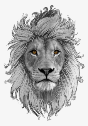 Lion Art Drawings Sketches, Zodiac Society, Drawing - Wildlife Heritage Foundation