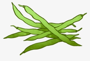 Banner Stock String Beans Drawing At Getdrawings - Beans Clip Art