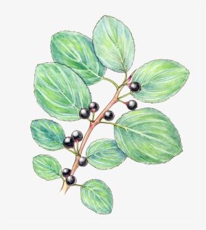 Watercolor Pencil And Micron, For Work - Buckthorn