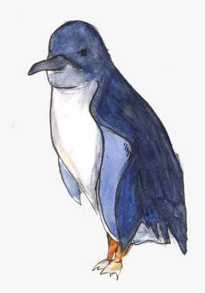 Fairy Penguin - Little Penguin