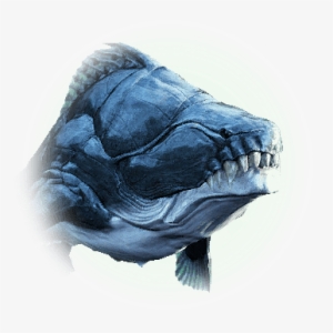 It Has Hard Scales And Sharp Teeth, And Its Strong - Margoria Black Desert