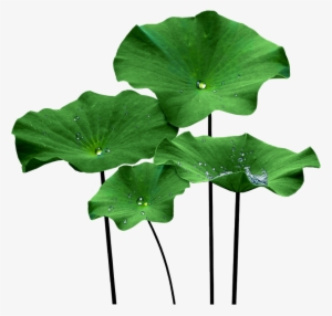 Lotus Leaf Png - Lotus Leaf