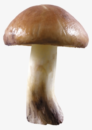 Mushroom Png Image
