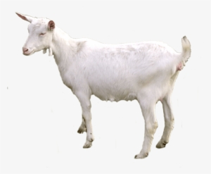 Free Png Goat Png Images Transparent - Cabra Png