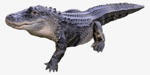 Alligator Png Transparent Image - Alligator Png