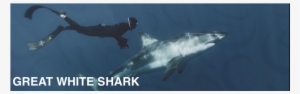 Featured - Great White Shark