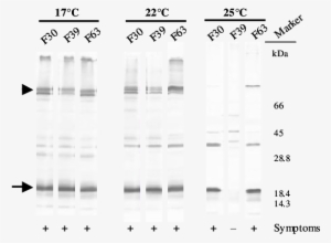The Arrowhead Indicates The 83 Kda Readthrough Protein, - Number