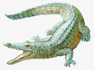 Jpeg Aligator Beetle