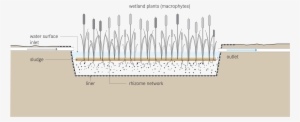 Open - Surface Flow Constructed Wetlands