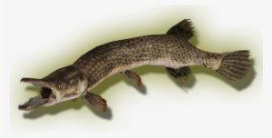 Garalligator Zerosvalmont - Alligator Gar