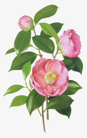 Jpg Freeuse Download Camellia Drawing - Blossom Jeju 2 Step Petal Mask