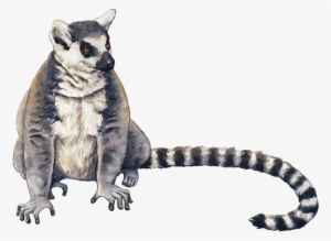 Ring Tailed Lemur Drawing