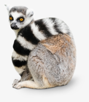 Cute Lemur White Background
