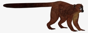 Red-bellied Lemur - Red Bellied Lemur Transparent