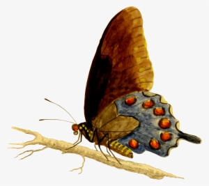 Free Photos > Public Domain Images > Pipevine Swallowtail - Pipevine Swallowtail