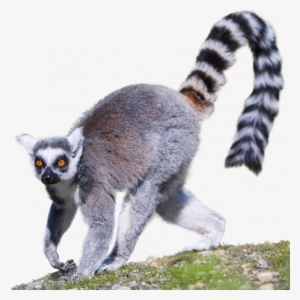 Thumbnail - Madagascar Cat