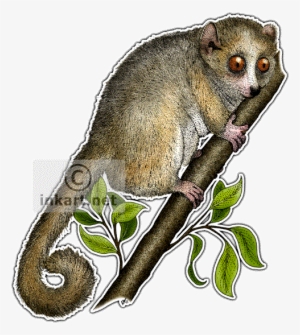Gray Mouse Lemur Decal - Gray Mouse Lemur Drawing