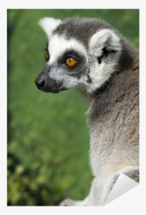 Portrait Of A Madagascar Ring Tailed Lemur Sticker - Ring-tailed Lemur