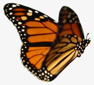 Butterfly Vector - Monarch Butterfly Transparent Background
