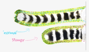 Ring Tailed Lemur Adoption Profile - Ring-tailed Lemur