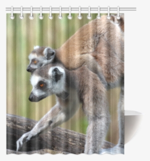 Ring-tailed Lemur Catta Katta Mother And Baby Shower