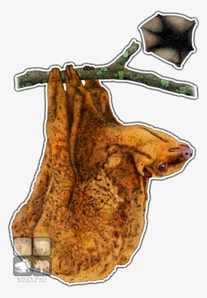 Philippine Flying Lemur Decal - Philippine Flying Lemur Png