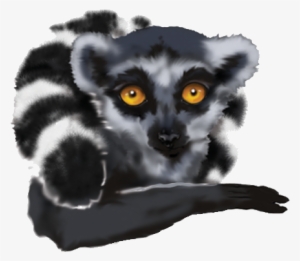 Ringtailed-lemur - Indri