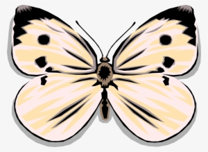 Vector Illustration Of Colorful White Butterfly Winged - Vector Graphics