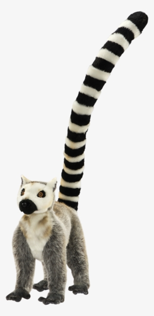 Lemur Tail Png - Procyon