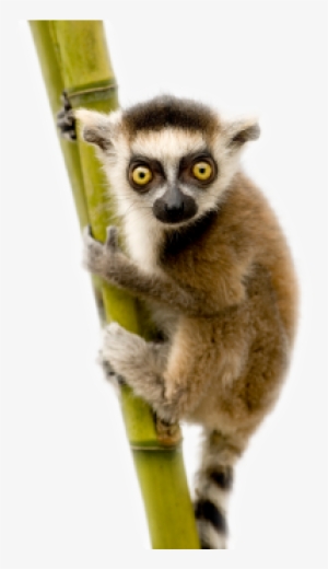 Lemur - Lemur Ring Tailed White Background