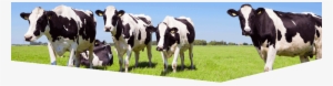Contact Form - Novel Dairy Processing Technologies: Techniques, Management,