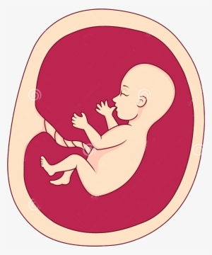 Fetus Uterus Pregnancy Clip Art - Un Dibujo Sobre El Aborto
