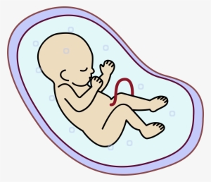 Embryo Human Infant - Embryo Cartoon
