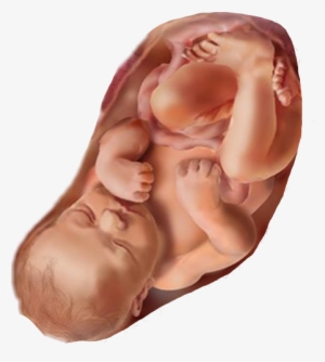 Fetus