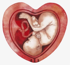 Fetus Png