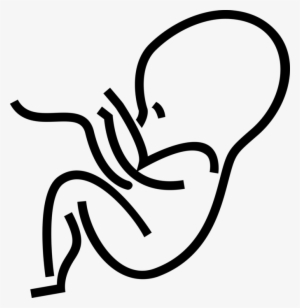 Vector Illustration Of Fetus Prenatal Human Between