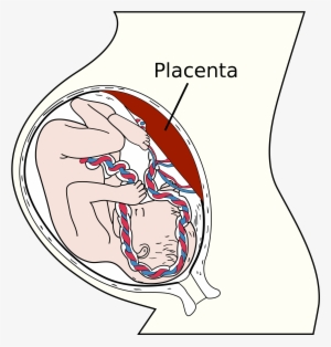 Do Babies Breathe In The Womb - Placenta Posterior Grade 1 Maturity Means