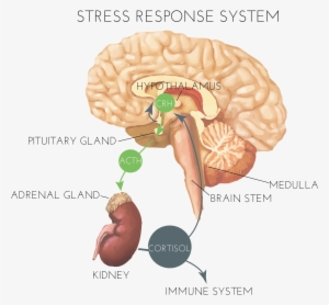 Hormones And Stress - Stress System